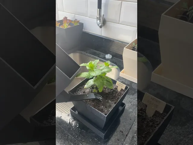 Watering Can video thumbnail