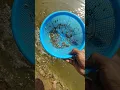 Download Lagu एक ही बार में कितनी सारी छोटी छोटी मछलियां फंस गईं 🐟🐟😆😆 #shots #fishing #fish