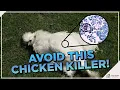 How To Treat and Prevent Coccidiosis in Chickens