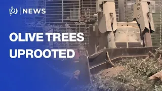 'Israeli' forces uproot decades-old olive trees near Jenin in West Bank