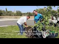 Benton PUD Plants Powerline Friendly Trees in Benton City