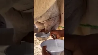 طريقة حلب الناقه دندنها