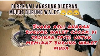 Download cocok di jadikan sp/si suara rekaman asli anakan burung walet makan MP3