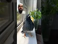 Download Lagu Sweet Shalik bird can recite Surah Fatiha|| #talkingbird #birds #pigeon #birdlovers #talkingbird