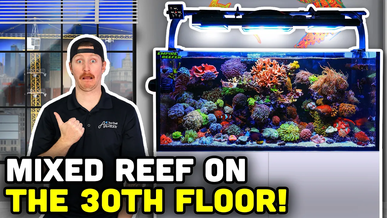 The NYC 75-Gallon Reef