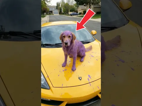 The clever dog drew on the rude young man's supercar. #goldenretriever #dogs