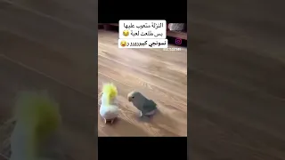 نسوانجى كبير   دندنها