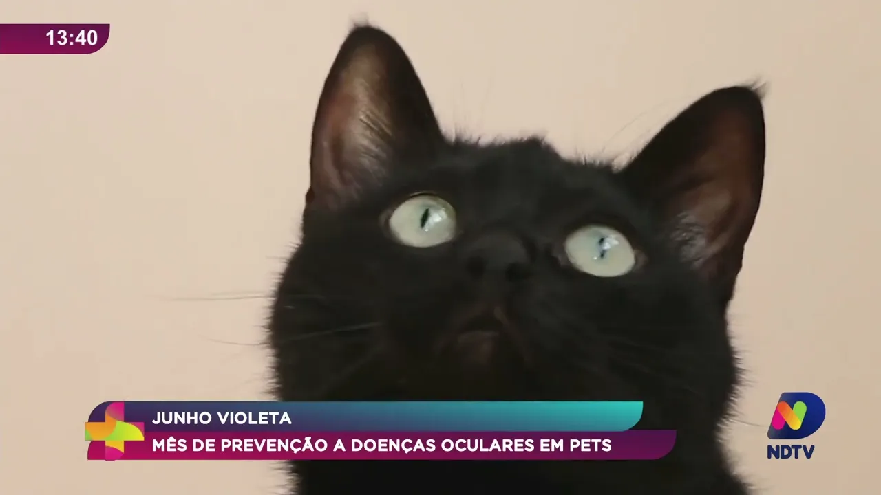 Cuidados com a saúde ocular dos Pets: especialista dá dicas importantes