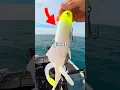 Download Lagu We Fished for GIANTS 🐟🎣 ​⁠​⁠@DkamFishing