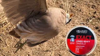 شاهد صيد طائر الحجل من مسافة بعيدة استخدام بندقية هوائية أم 60 وسكوب من شركه ديسكفري 