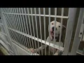 Overcrowding possible viruses and upcoming fireworks impact Fort Worth-area animal shelters
