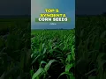 Download Lagu TOP 5 BEST SYNGENTA CORN SEEDS | #corn #agriculture #farming #farm  #cornseed #cornseed  #syngenta