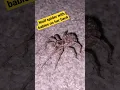Wolf Spider with Babies on Her Back
