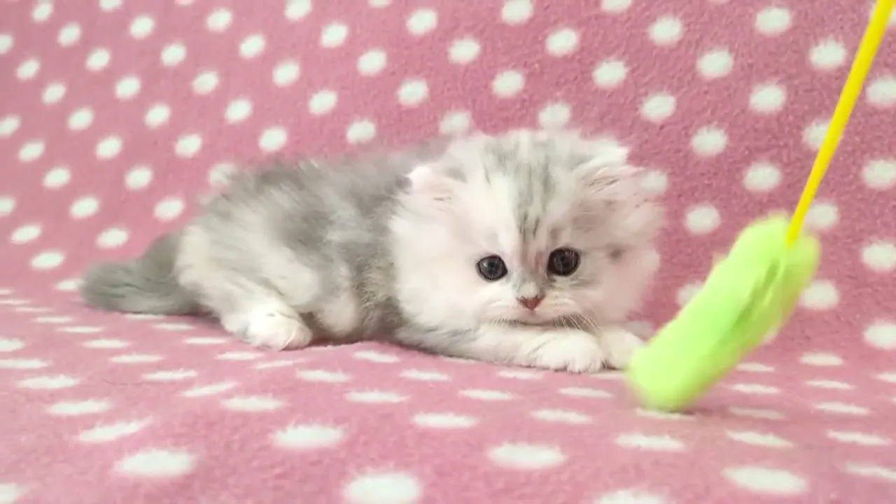 動画
