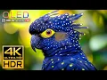Download Lagu True Color 4K HDR 120fps Dolby Vision - 4K VIDEO ULTRA HD #4K #HDR