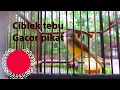 Download Lagu ciblek tebu gacor andalan pikat