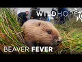 The busy beavers bringing wetlands back to the UK WILD HOPE