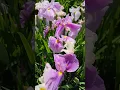 Mt pleasant Iris farm