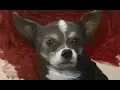 Oil Painting Tutorial Portrait of a Chihuahua