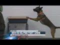 Taylor County Sheriff s Office gets new K-9