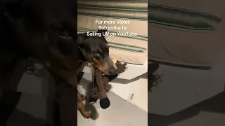 Bringing her baby to bed . #dream #fyp #vlog #boat #sailing #petsofinstagram #petsofyoutube