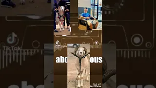 حوار مع مشتري هولاكو و تفاصيل شراء الكبش من الجزائر لتونس 