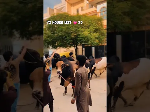 Last 72 Hour Video 💔🥺 #ytshorts #cow #bakraeid #mandi #cowlover #petlover