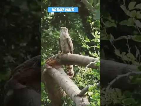 तितली संरक्षण केंद्र नोएडा