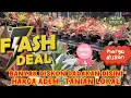 Download Lagu Wow Wow Wow!!! Aglaonema Super Hemat Koleksian Semuanya Ekonomis Ada Paketan Juga Eps 1461