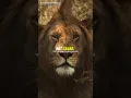 Download Lagu Sigma rule 🔥😎 The Lion Mentality #shorts #motivation #status #lion #attitude