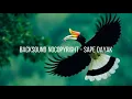 Borneo Backsound-Nocopyright