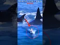 Download Lagu BAYI SELAMAT DARI IKAN PAUS ORCA BESAR