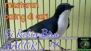 Download Semua Burung bakalan akan terpancing !!! Suara Pancingan Burung Siberian blue robin / brekecet biru MP3