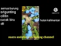 suara burung samber bledek//andalan cah bolang channel