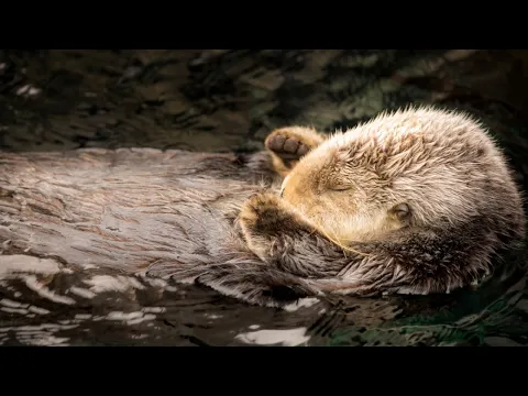 Monterey Bay Aquarium Sea Otter Cam! 🦦❤️