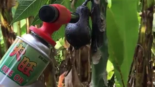 PAPAYA VS GAS TORCH