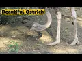 Lagu MThe Ostrich: The World’s Fastest and Largest Bird