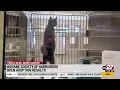 Harrisburg pet adoption center reviews results after implementing new open adoption policy