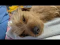 Injured dog left for dead in Waco Texas dumpster expected to make a full recovery