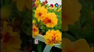 شاديه وحشنى دندنها