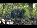 Abandoned Matted Schnauzers Get Rescued From Deep In The Woods The Dodo