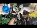 Download Lagu Menangkap burung dimalam hari banyak jenis burung, tangan harus lincah saat menangkapnya