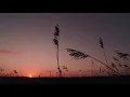 Wind in tall grass field | White Noise | Deep sleep Relaxation | 10 Hours | Somniful