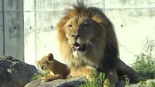 غاضب لكنه حنون الأب الأسد إيرث وحب ه لابنه الصغير 