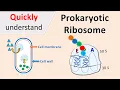 Prokaryotic Ribosomes 70S Ribosomes