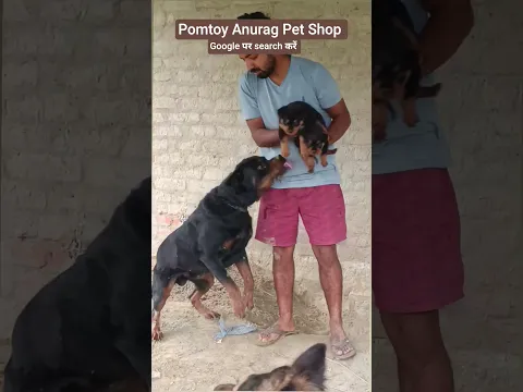 Rottweiler Puppy with their father 🦁🦁 #rottweiler #dog #dogvideos #petshop #Dalsinghsarai