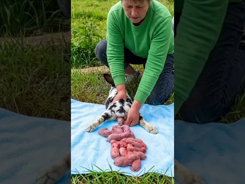 Rabbit Baby - Little Rabbit Growing Up #cute #animals