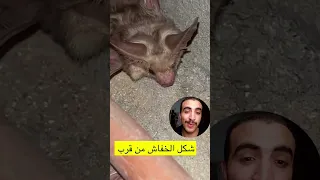 عمرك شوفت الخفاش عن قرب     دندنها