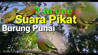 Download Suara pikat burung punai 3 in one Gacor banget #suaraburungpunai #mp3 MP3