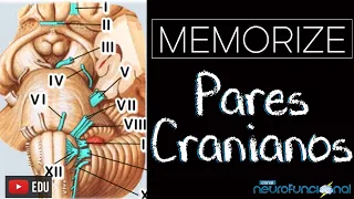 TIP: How to record the 12 pairs of cranial nerves - Rogério Souza